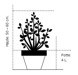 Canadisk Bærmispel Amelanchier Lamarckii Potte 4,0 Liter,- 50-60 Cm. 2 Canadisk Bærmispel Amelanchier Lamarckii Potte 4,0 Liter,- 50-60 Cm. - Billede 2