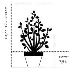 Paradisæble Malus Tschonoskii Potte 7,5 Liter 175-200 Cm.