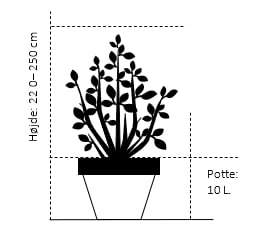 Vestamerikansk Balsampoppel 'OP42' Populus Trichocarpa 'OP42' Potte 10 Liter 200-250 Cm. 2 Vestamerikansk Balsampoppel 'OP42' Populus Trichocarpa 'OP42' Potte 10 Liter 200-250 Cm. - Billede 2