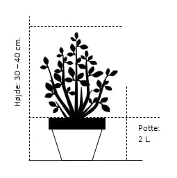 Syrén-Hortensia 'Kyushu' Hydrangea Paniculata 'Kyushu' Potte 2,0 Liter,- 30-40 Cm. 2 Syrén-Hortensia 'Kyushu' Hydrangea Paniculata 'Kyushu' Potte 2,0 Liter,- 30-40 Cm. - Billede 2