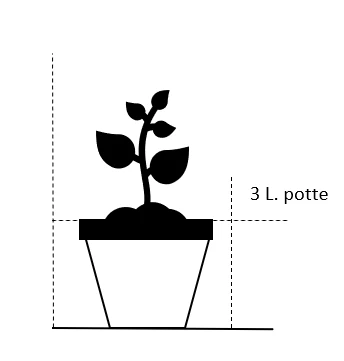 'Midnight Romanza' Rosa 'Midnight Romanza' 3,0 Liter Potte 2 'Midnight Romanza' Rosa 'Midnight Romanza' 3,0 Liter Potte - Billede 2