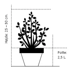 Tilbud Lys Haven Butik -Tilbud Lys Haven Butik 321 potte 2 5 liter 25 30 cm 7789 2