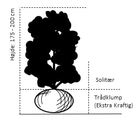 Magnolia 'Galaxy' Magnolia Fraseri 'Galaxy' Trådklump,- 175-200 Cm. 2 Magnolia 'Galaxy' Magnolia Fraseri 'Galaxy' Trådklump,- 175-200 Cm. - Billede 2