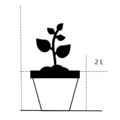 Nøkketunge 'Bottle Rockety' Ligularia Hybrid 'Bottle Rockety' 2 Liter Potte