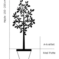 Tilbud Lys Haven Butik -Tilbud Lys Haven Butik 39 potte a kvalitet hoejde 150 200 cm 557a 9