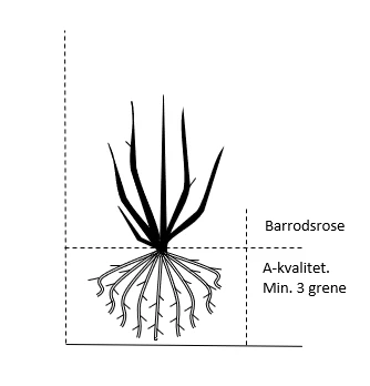 'Amie™ Renaissance'® Rosa X 'Amie™ Renaissance'® (Renaissancerose) A-Kvalitet,- Barrods Roser Min. 3 Grene 2 'Amie™ Renaissance'® Rosa X 'Amie™ Renaissance'® (Renaissancerose) A-Kvalitet,- Barrods Roser Min. 3 Grene - Billede 2