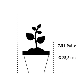Storfrugtet Hassel 'Halleske Kæmpe' Corylus Maxima 'Halleske Kæmpe' 7,5 Liter Potte 2 Storfrugtet Hassel 'Halleske Kæmpe' Corylus Maxima 'Halleske Kæmpe' 7,5 Liter Potte - Billede 2