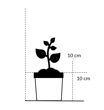 Hamp-Hjortetrøst Eupatorium Cannabinum 10 Cm. Potte 2 Hamp-Hjortetrøst Eupatorium Cannabinum 10 Cm. Potte - Billede 2