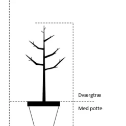 Tilbud Lys Haven Butik -Tilbud Lys Haven Butik 64 dvaergtrae med potte 72d8 13