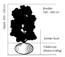 Kirsebærkornel Cornus Mas Solitær Busk 200-250 Cm. Høj,- 150-200 Cm. Bred.,- Med Trådklump 2 Kirsebærkornel Cornus Mas Solitær Busk 200-250 Cm. Høj,- 150-200 Cm. Bred.,- Med Trådklump - Billede 2