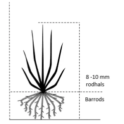Tilbud Lys Haven Butik -Tilbud Lys Haven Butik 701 barrods 8 10 mm rodhals 5f3a 7