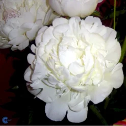 Silkepæon 'Festiva Maxima' Paeonia Lactiflora 'Festiva Maxima' 3,0 Liter Potte -Tilbud Lys Haven Butik fi10882 paeonia lactiflora festiva maxima 1a9d