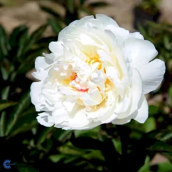 Silkepæon 'Festiva Maxima' Paeonia Lactiflora 'Festiva Maxima' 3,0 Liter Potte -Tilbud Lys Haven Butik fi10882 paeonia lactiflora festiva maxima 3e7a