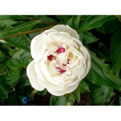 Silkepæon 'Festiva Maxima' Paeonia Lactiflora 'Festiva Maxima' 3,0 Liter Potte -Tilbud Lys Haven Butik fi10882 paeonia lactiflora festiva maxima edee