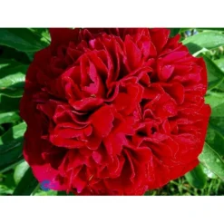 Silkepæon 'Karl Rosenfield' Paeonia Lactiflora 'Karl Rosenfield' 3,0 Liter Potte -Tilbud Lys Haven Butik fi10892 paeonia lactiflora karl rosenfield 3d99