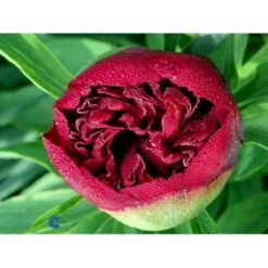 Silkepæon 'Karl Rosenfield' Paeonia Lactiflora 'Karl Rosenfield' 3,0 Liter Potte -Tilbud Lys Haven Butik fi10892 paeonia lactiflora karl rosenfield 6193