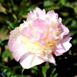 Silkepæon 'Raspberry Sundae' Paeonia Lactiflora 'Raspberry Sundae' 3,0 Liter Potte -Tilbud Lys Haven Butik fi10904 paeonia lactiflora raspberry sundae 5972