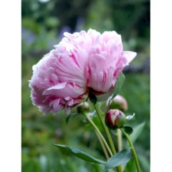 Silkepæon 'Sarah Bernhard' Paeonia Lactiflora 'Sarah Bernhard' 3,5 Liter Potte -Tilbud Lys Haven Butik fi10908 paeonia lactiflora sarah bernhardt 28b3