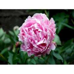 Silkepæon 'Sarah Bernhard' Paeonia Lactiflora 'Sarah Bernhard' 3,5 Liter Potte -Tilbud Lys Haven Butik fi10908 paeonia lactiflora sarah bernhardt 54ea