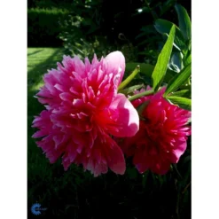 Silkepæon 'Sarah Bernhard' Paeonia Lactiflora 'Sarah Bernhard' 3,5 Liter Potte -Tilbud Lys Haven Butik fi10908 paeonia lactiflora sarah bernhardt 742b