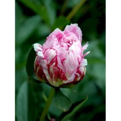 Silkepæon 'Sarah Bernhard' Paeonia Lactiflora 'Sarah Bernhard' 3,5 Liter Potte -Tilbud Lys Haven Butik fi10908 paeonia lactiflora sarah bernhardt 920f