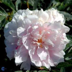 Silkepæon 'Sarah Bernhard' Paeonia Lactiflora 'Sarah Bernhard' 3,5 Liter Potte -Tilbud Lys Haven Butik fi10908 paeonia lactiflora sarah bernhardt 9b40