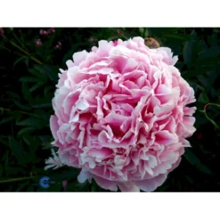 Silkepæon 'Sarah Bernhard' Paeonia Lactiflora 'Sarah Bernhard' 3,5 Liter Potte -Tilbud Lys Haven Butik fi10908 paeonia lactiflora sarah bernhardt eb2c