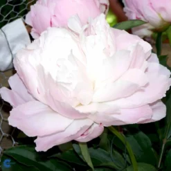 Silkepæon 'Shirley Temple' Paeonia Lactiflora 'Shirley Temple' 3,5 Liter Potte -Tilbud Lys Haven Butik fi10910 paeonia lactiflora shirley temple 89ce