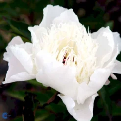 Silkepæon 'Shirley Temple' Paeonia Lactiflora 'Shirley Temple' 3,5 Liter Potte -Tilbud Lys Haven Butik fi10910 paeonia lactiflora shirley temple d3e2