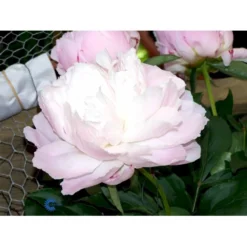 Silkepæon 'Shirley Temple' Paeonia Lactiflora 'Shirley Temple' 3,5 Liter Potte -Tilbud Lys Haven Butik fi10910 paeonia lactiflora shirley temple d432