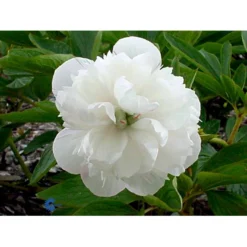 Bonderose 'Alba Plena' Paeonia Officinalis 'Alba Plena' 3,0 Liter Potte -Tilbud Lys Haven Butik fi10924 paeonia officinalis alba plena 7059