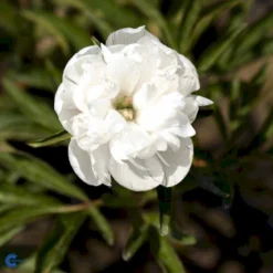 Bonderose 'Alba Plena' Paeonia Officinalis 'Alba Plena' 3,0 Liter Potte -Tilbud Lys Haven Butik fi10924 paeonia officinalis alba plena 9f96