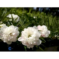 Bonderose 'Alba Plena' Paeonia Officinalis 'Alba Plena' 3,0 Liter Potte -Tilbud Lys Haven Butik fi10924 paeonia officinalis alba plena ce15