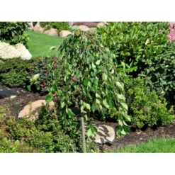 Paradisæble 'Fontana' Malus 'Fontana' Opstammet 120 Cm. Med Potte