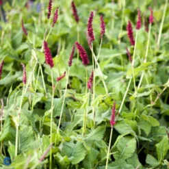 Kertepileurt 'Fat Domino' Persicaria Amplexicaulis 'Fat Domino' Potte 2 Liter. -Tilbud Lys Haven Butik fi11133 persicaria amplexicaulis fat domino 887c