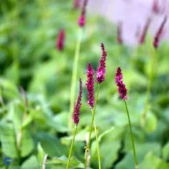 Kertepileurt 'Fat Domino' Persicaria Amplexicaulis 'Fat Domino' Potte 2 Liter. -Tilbud Lys Haven Butik fi11133 persicaria amplexicaulis fat domino e503