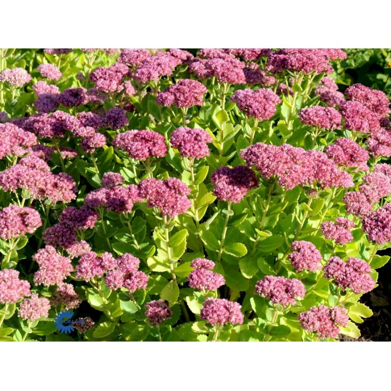Sankthansurt 'Herbstfreude' Sedum Telephium 'Herbstfreude' 1 Liter Potte 5 Sankthansurt 'Herbstfreude' Sedum Telephium 'Herbstfreude' 1 Liter Potte - Billede 5