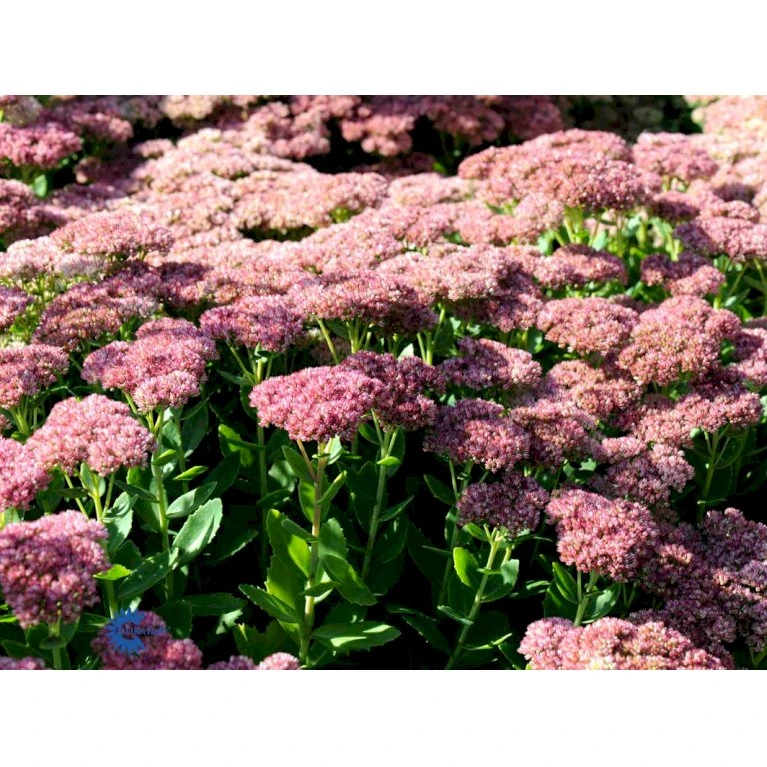 Sankthansurt 'Herbstfreude' Sedum Telephium 'Herbstfreude' 1 Liter Potte 7 Sankthansurt 'Herbstfreude' Sedum Telephium 'Herbstfreude' 1 Liter Potte - Billede 7