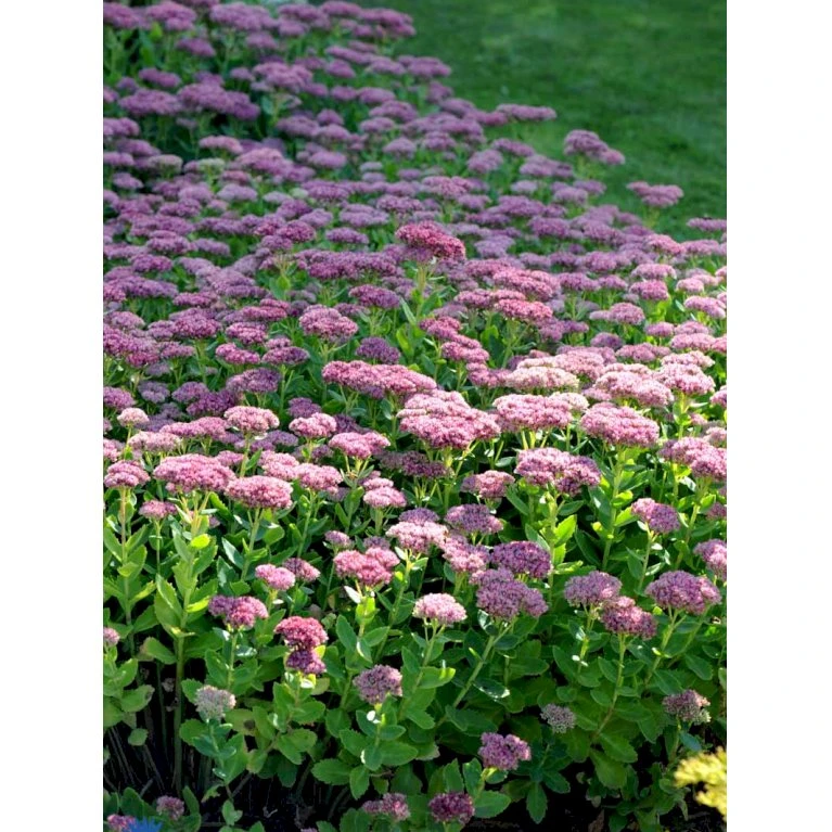 Sankthansurt 'Herbstfreude' Sedum Telephium 'Herbstfreude' 1 Liter Potte 6 Sankthansurt 'Herbstfreude' Sedum Telephium 'Herbstfreude' 1 Liter Potte - Billede 6
