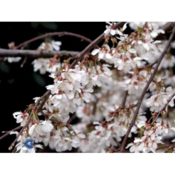 Hængende Yoshino-kirsebær 'Ivensii' Prunus Yedoensis 'Ivensii' Opstammet,- Potte 10 Liter,- 80 Cm. Stamme -Tilbud Lys Haven Butik fi13595 prunus yedoensis ivensii 2927