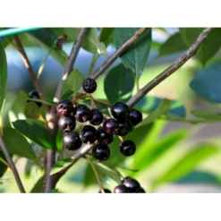 Storfrugtet Surbær 'Hugin' Aronia Melanocarpa 'Hugin' Potte 3,0 Liter,- Opbundet -Tilbud Lys Haven Butik fi13770 aronia melanocarpa hugin 42ef