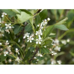 Storfrugtet Surbær 'Hugin' Aronia Melanocarpa 'Hugin' Potte 3,0 Liter,- Opbundet -Tilbud Lys Haven Butik fi13770 aronia melanocarpa hugin 9fb4