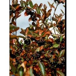 Storfrugtet Surbær 'Hugin' Aronia Melanocarpa 'Hugin' Potte 3,0 Liter,- Opbundet -Tilbud Lys Haven Butik fi13770 aronia melanocarpa hugin e7ec