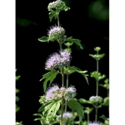 Blåskæg 'Kew Blue' Caryopteris Clandonensis 'Kew Blue' Potte 4,0 Liter,- 30-40 Cm. -Tilbud Lys Haven Butik fi14205 caryopteris clandon kew blue 5fd6
