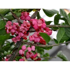 Benved Euonymus Phellomanus Opstammet 150 Cm. 15 Liter Potte -Tilbud Lys Haven Butik fi14822 euonymus phellomanus 2862