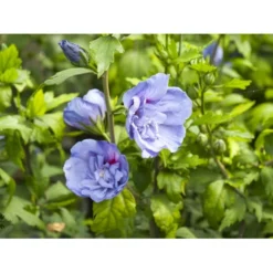 Syrisk Rose 'Blue Chiffon' Hibiscus Syriacus 'Blue Chiffon' Potte 4,0 Liter,- 50-60 Cm. 11 Syrisk Rose 'Blue Chiffon' Hibiscus Syriacus 'Blue Chiffon' Potte 4,0 Liter,- 50-60 Cm. -Tilbud Lys Haven Butik fi14996 hibiscus syriacus blue chiffon 44a7