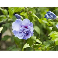 Syrisk Rose 'Blue Chiffon' Hibiscus Syriacus 'Blue Chiffon' Potte 4,0 Liter,- 50-60 Cm. 10 Syrisk Rose 'Blue Chiffon' Hibiscus Syriacus 'Blue Chiffon' Potte 4,0 Liter,- 50-60 Cm. -Tilbud Lys Haven Butik fi14996 hibiscus syriacus blue chiffon aa4a