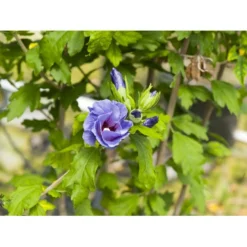 Syrisk Rose 'Marina' Hibiscus Syriacus 'Marina' Potte 4,0 Liter,- 50-60 Cm. -Tilbud Lys Haven Butik fi15012 hibiscus syriacus marina 722f