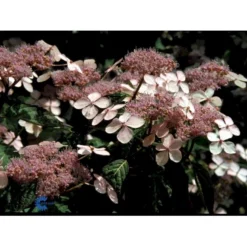 Japansk Hortensia 'Bluebird' Hydrangea Serrata 'Bluebird' 3,5 Liter Potte -Tilbud Lys Haven Butik fi15219 hydrangea serrata bluebird 922a