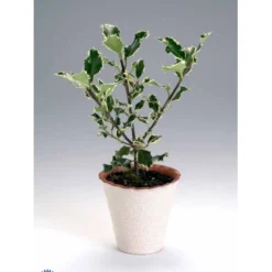 Kristtorn Ilex Aquifolium Med Klump,- 150-175 Cm. -Tilbud Lys Haven Butik fi15282 ilex aquifolium 0a56